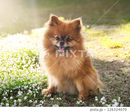 young pomeranian in nature young pomeranian in nature 126324070