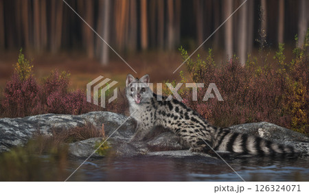 Common genet in studio Common genet in studio 126324071