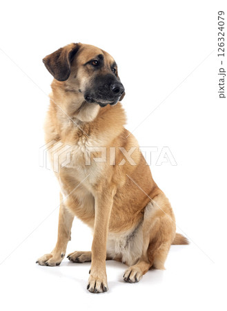 Spanish Mastiff in studio 126324079