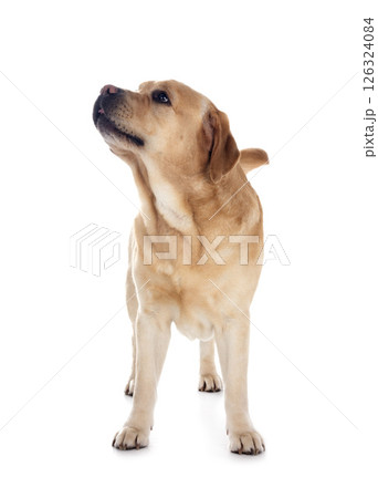 adult labrador retriever 126324084