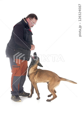 young malinois and his owner in studio 126324087