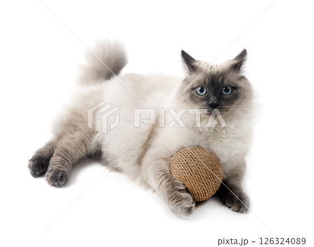 siberian cat in studio 126324089
