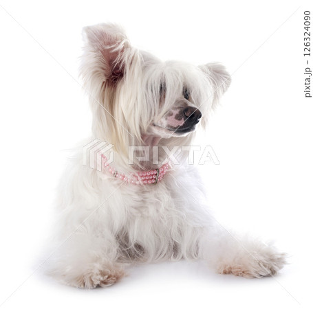 Chinese Crested Dog Powderpuff 126324090