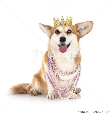 Pembroke Welsh Corgi 126324092