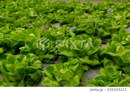 Smart farming techniques hydroponic salad vegetables red oak green lettuce ensuring fresh sustainable produce fresh produce sustainable agriculture promotes healthy eating support local community. 126324221