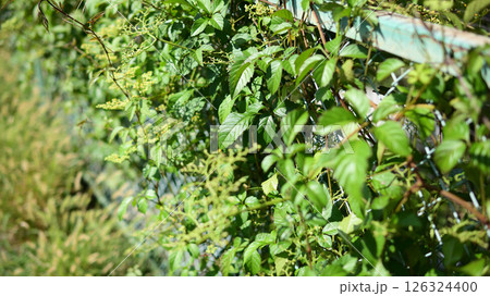 フェンスから飛び出た植物 フェンスから飛び出た植物 126324400