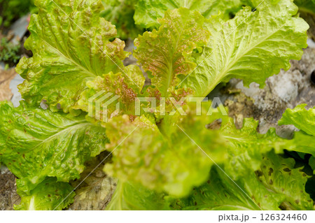 Smart farming techniques hydroponic salad vegetables red oak green lettuce ensuring fresh sustainable produce fresh produce sustainable agriculture promotes healthy eating support local community. Smart farming techniques hydroponic salad vegetables red oak green lettuce ensuring fresh sustainable produce fresh produce sustainable agriculture promotes healthy eating support local community. 126324460