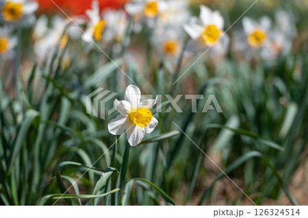 Field Abloom With White and Yellow Flowers. Blurred background with copy space. 126324514