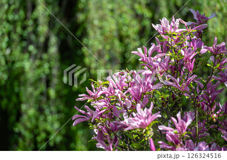 Vibrant Pink Magnolia Blossoms in a Spring Garden During Daytime 126324516