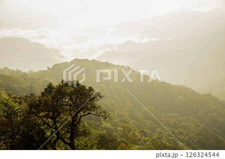 Mountain landscape. foggy morning. High angle view of trees in forest during foggy weather. Beautiful mountain and cloud natural landscape at sunrise in Thailand. evergreen coniferous forest in fog. 126324544