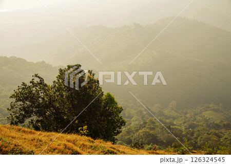 Mountain landscape. foggy morning. High angle view of trees in forest during foggy weather. Beautiful mountain and cloud natural landscape at sunrise in Thailand. evergreen coniferous forest in fog. Mountain landscape. foggy morning. High angle view of trees in forest during foggy weather. Beautiful mountain and cloud natural landscape at sunrise in Thailand. evergreen coniferous forest in fog. 126324545