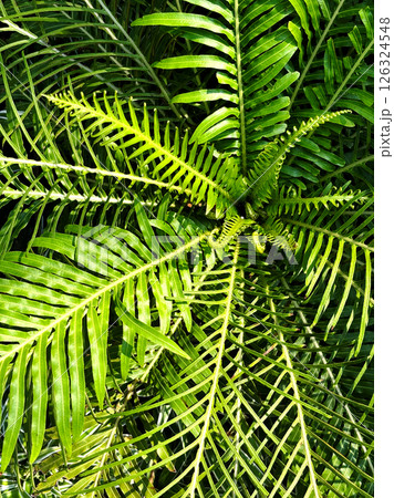 Close up the miniature tree fern or Oceaniopteris gibba after rain with sunlight, vertical image the beauty of plants. 126324548