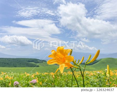 青空に映えるキスゲ 126324637