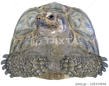 ゾウガメ 126324646