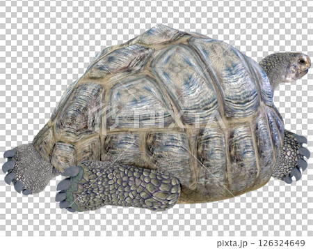 ゾウガメ 126324649