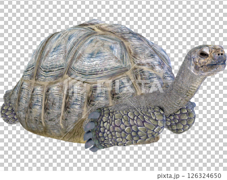 ゾウガメ 126324650
