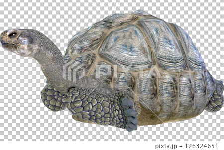 Giant tortoise 126324651