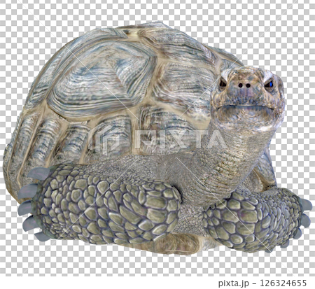 ゾウガメ 126324655