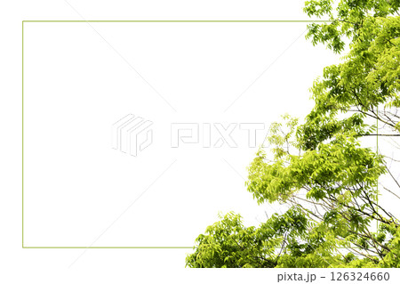 新緑のフレーム_白バック 新緑のフレーム_白バック 126324660