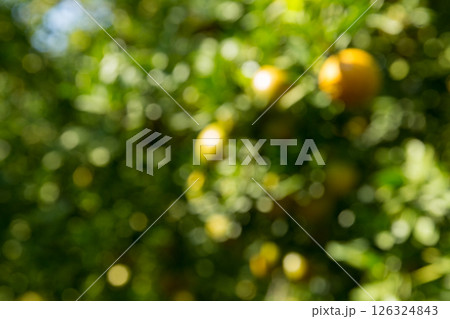 Business concept nature revolves around citrus orchard orange tree are growing, vibrant fruit organic lush leaves creating stunning background, green blur garden of thriving crop ripe laden branches Business concept nature revolves around citrus orchard orange tree are growing, vibrant fruit organic lush leaves creating stunning background, green blur garden of thriving crop ripe laden branches 126324843