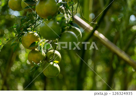 Business concept nature revolves around citrus orchard orange tree are growing, vibrant fruit organic lush leaves creating stunning background, green garden of thriving crop ripe laden with branches 126324935