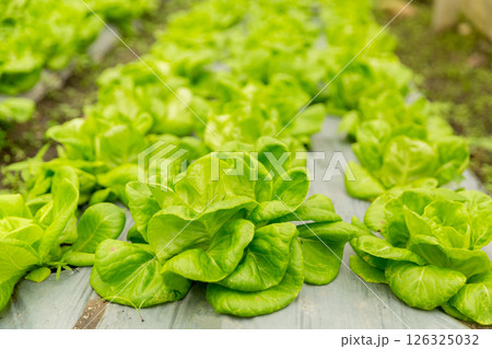 Smart farming techniques hydroponic salad vegetables red oak green lettuce ensuring fresh sustainable produce fresh produce sustainable agriculture promotes healthy eating support local community. 126325032