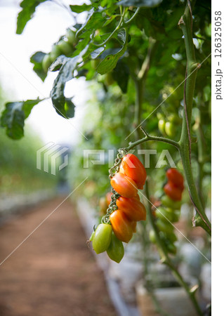 Smart farming techniques hydroponic salad vegetables technology tomato red green ensuring fresh sustainable produce agriculture promotes healthy eating support farmer living local community non gmo 126325058