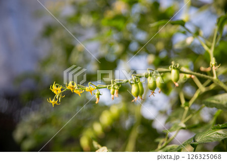 Smart farming techniques hydroponic salad vegetables technology tomato red green ensuring fresh sustainable produce agriculture promotes healthy eating support farmer living local community non gmo Smart farming techniques hydroponic salad vegetables technology tomato red green ensuring fresh sustainable produce agriculture promotes healthy eating support farmer living local community non gmo 126325068