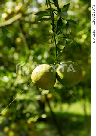 Business concept nature revolves around citrus orchard orange tree are growing, vibrant fruit organic lush leaves creating stunning background, green garden of thriving crop ripe laden with branches Business concept nature revolves around citrus orchard orange tree are growing, vibrant fruit organic lush leaves creating stunning background, green garden of thriving crop ripe laden with branches 126325073
