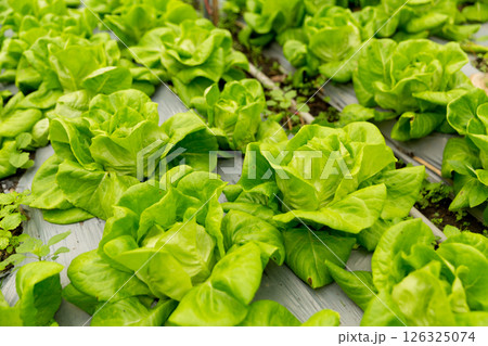 Smart farming techniques hydroponic salad vegetables red oak green lettuce ensuring fresh sustainable produce fresh produce sustainable agriculture promotes healthy eating support local community. Smart farming techniques hydroponic salad vegetables red oak green lettuce ensuring fresh sustainable produce fresh produce sustainable agriculture promotes healthy eating support local community. 126325074