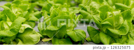 Smart farming techniques hydroponic salad vegetables red oak green lettuce ensuring fresh sustainable produce fresh produce sustainable agriculture promotes healthy eating support local community. Smart farming techniques hydroponic salad vegetables red oak green lettuce ensuring fresh sustainable produce fresh produce sustainable agriculture promotes healthy eating support local community. 126325075