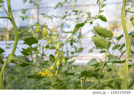 Smart farming techniques hydroponic salad vegetables technology tomato red green ensuring fresh sustainable produce agriculture promotes healthy eating support farmer living local community non gmo 126325090