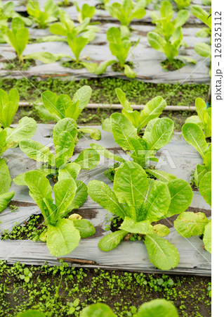 Smart farming techniques hydroponic salad vegetables red oak green lettuce ensuring fresh sustainable produce fresh produce sustainable agriculture promotes healthy eating support local community. Smart farming techniques hydroponic salad vegetables red oak green lettuce ensuring fresh sustainable produce fresh produce sustainable agriculture promotes healthy eating support local community. 126325112