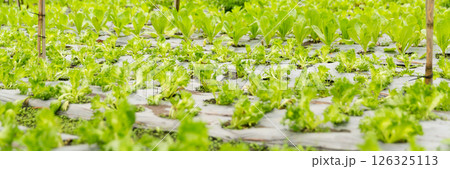 Smart farming techniques hydroponic salad vegetables red oak green lettuce ensuring fresh sustainable produce fresh produce sustainable agriculture promotes healthy eating support local community. 126325113
