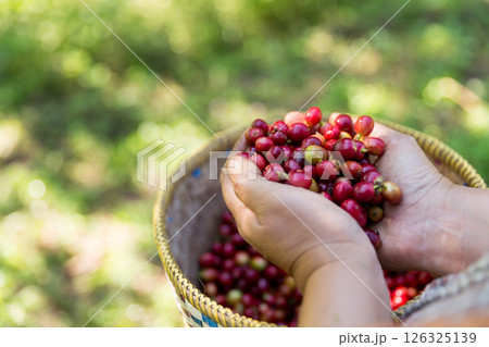 Close up hand harvest red ripe coffee seed robusta arabica berry harvesting coffee farm. Hand people harvest coffee bean ripe Red berries plant fresh seed coffee tree growth in green eco organic farm Close up hand harvest red ripe coffee seed robusta arabica berry harvesting coffee farm. Hand people harvest coffee bean ripe Red berries plant fresh seed coffee tree growth in green eco organic farm 126325139
