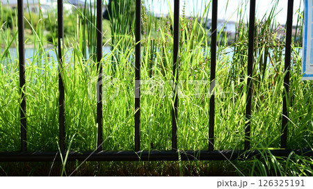 柵の向こうの草むら 柵の向こうの草むら 126325191