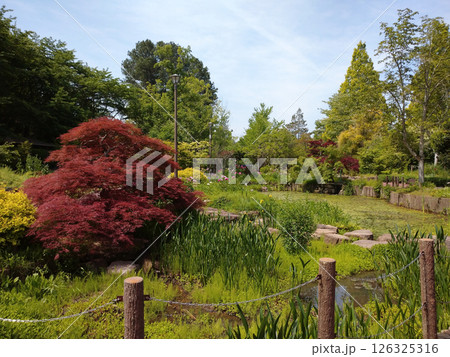 蛙の声が聞こえる池 蛙の声が聞こえる池 126325316