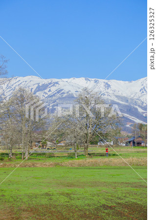 四十九院のこぶしと後立山連峰【北安曇郡白馬村】 126325327