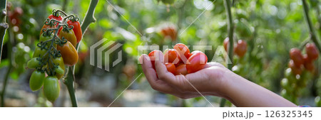 Smart farming techniques hydroponic salad vegetables technology tomato red green ensuring fresh sustainable produce agriculture promotes healthy eating support farmer living local community non gmo Smart farming techniques hydroponic salad vegetables technology tomato red green ensuring fresh sustainable produce agriculture promotes healthy eating support farmer living local community non gmo 126325345
