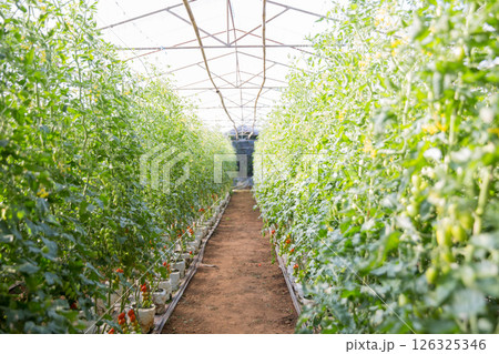 Smart farming techniques hydroponic salad vegetables technology tomato red green ensuring fresh sustainable produce agriculture promotes healthy eating support farmer living local community non gmo Smart farming techniques hydroponic salad vegetables technology tomato red green ensuring fresh sustainable produce agriculture promotes healthy eating support farmer living local community non gmo 126325346