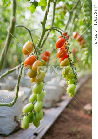 Smart farming techniques hydroponic salad vegetables technology tomato red green ensuring fresh sustainable produce agriculture promotes healthy eating support farmer living local community non gmo 126325347