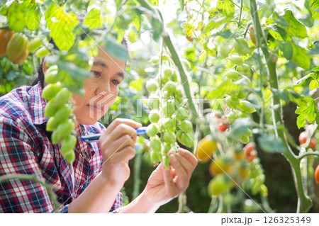 Smart farming techniques hydroponic salad vegetables technology tomato red green ensuring fresh sustainable produce agriculture promotes healthy eating support farmer living local community non gmo 126325349