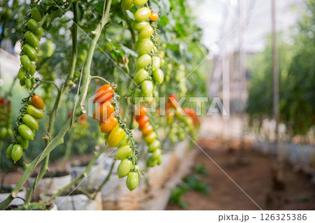 Smart farming techniques hydroponic salad vegetables technology tomato red green ensuring fresh sustainable produce agriculture promotes healthy eating support farmer living local community non gmo 126325386