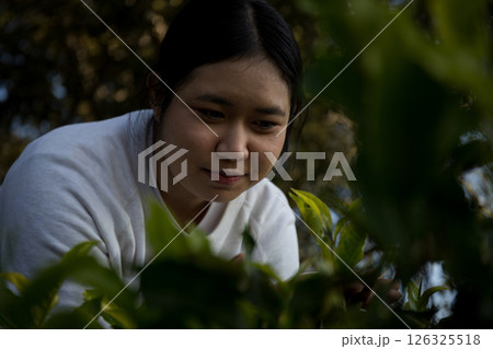 Business concept centers around fresh green tea reap background leaves organic farm with banner lush garden healthy plant tree leaves eco herbal farmer blur leaf plantation Freshness herbal natural 126325518
