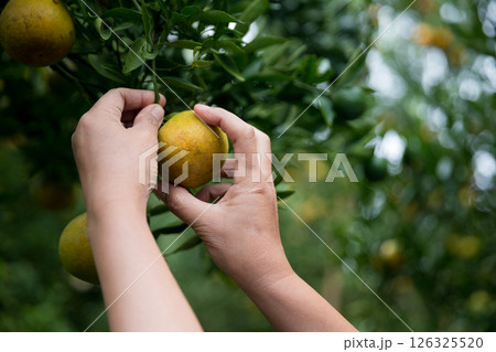 Business farm ripe orange concept farmer hand pick nature fruit citrus orchard mandarin tree growing organic lush leaves background green vibrant garden crop leaf laden branches plant close up growth Business farm ripe orange concept farmer hand pick nature fruit citrus orchard mandarin tree growing organic lush leaves background green vibrant garden crop leaf laden branches plant close up growth 126325520