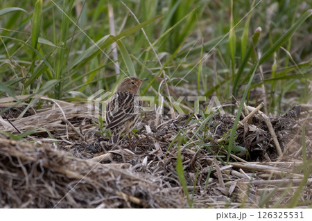 (Anthus cervinus) Red-throated Pipit Red-throated Pipit (Anthus cervinus) Red-throated Pipit Red-throated Pipit 126325531