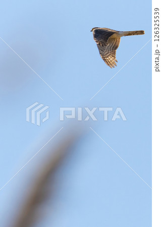 sparrow hawk (accipiter nisus) sparrow hawk (accipiter nisus) 126325539