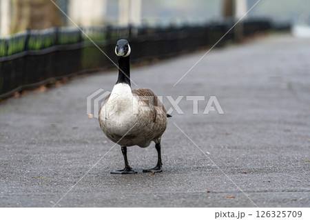 A Canada Goose Standing on a Wet Path Near Trees in a Quiet Park During Early Morning A Canada Goose Standing on a Wet Path Near Trees in a Quiet Park During Early Morning 126325709