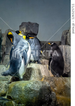 King penguins gather on rocks, interacting in their aquatic environment. 126325711