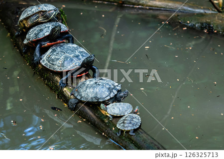 Group of Turtles Sunbathing on a Log Above Water in a Forested Area in Midday 126325713
